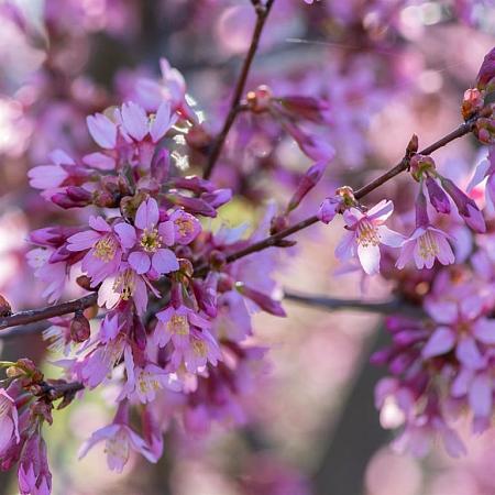 Prunus 'Okame' Hoogstam (Stamomtrek 14-16 cm)