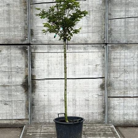 Prunus subh. 'Autumnalis Rosea' Pot 18 liter Halfstam