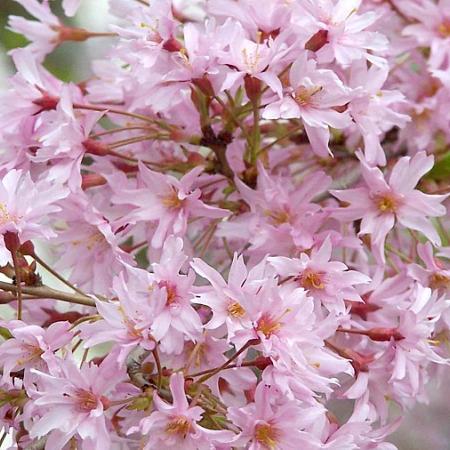 Prunus subh. 'Fukubana' Pot 18 liter Halfstam