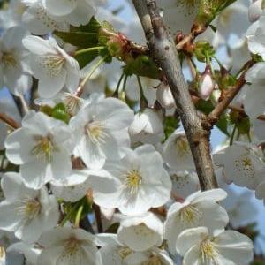 Prunus 'Umineko' Hoogstam (Stamomtrek 12-14 cm)
