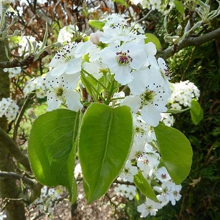Pyrus calleryana 'Chanticleer' Stam 180 cm (Stamomtrek 20-25 cm) Leivorm 150x200 (BxH) 