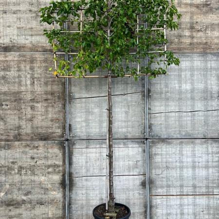 Pyrus calleryana 'Chanticleer' Stam 180 cm (Stamomtrek 14-16 cm) Leivorm