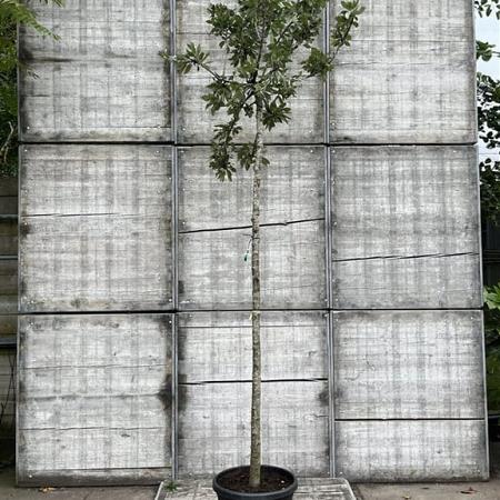 Pyrus nivalis 'Catalia' Hoogstam (Stamomtrek 12-14 cm)