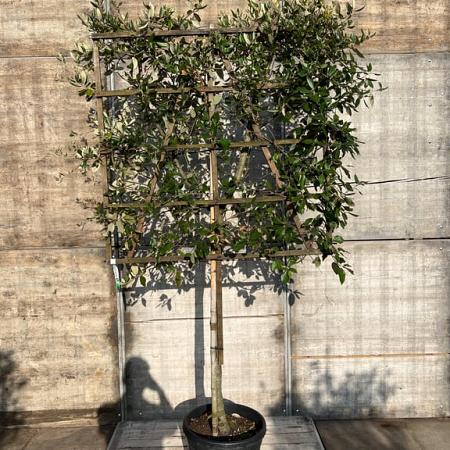 Quercus ilex Stam 100 cm Leivorm 120x120 (BxH)