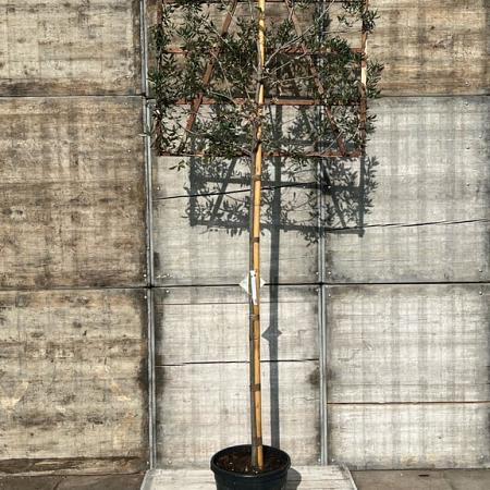 Quercus ilex Stam 200 cm Leivorm 120x120 (BxH)