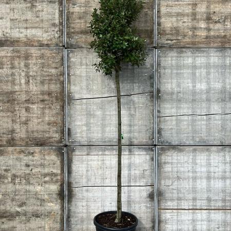 Quercus ilex Hoogstam (Stamomtrek 10-12 cm)