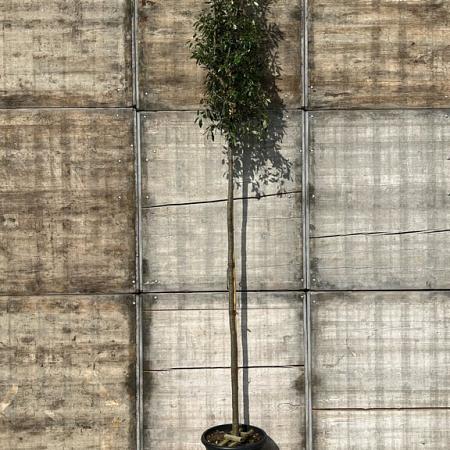 Quercus ilex Hoogstam (Stamomtrek 8-10 cm)