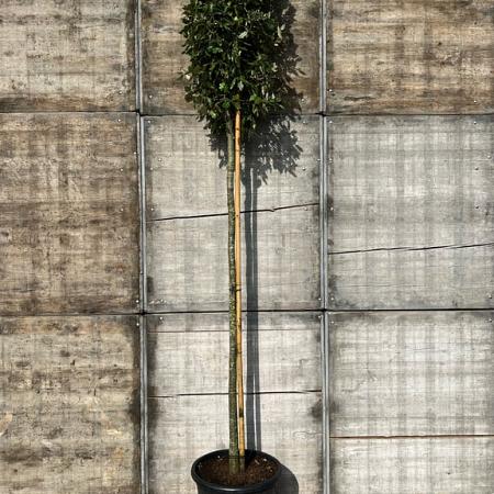 Quercus ilex Hoogstam (Stamomtrek 12-14 cm)