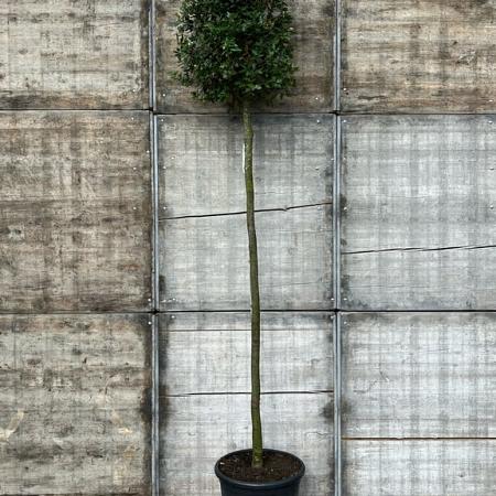 Quercus ilex Hoogstam (Stamomtrek 14-16 cm)