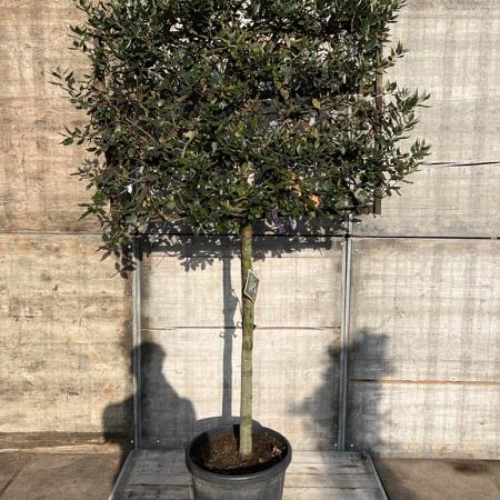 Quercus ilex Stam 120 cm Leivorm 120x80 (BxH) 