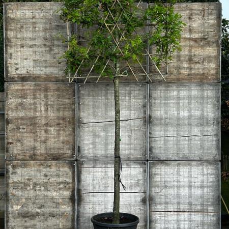 Quercus palustris Stam 220 cm (Stamomtrek 25-30 cm) Leivorm