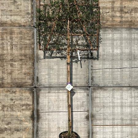 Quercus suber Stam 180 cm Leivorm 120x120 (BxH)