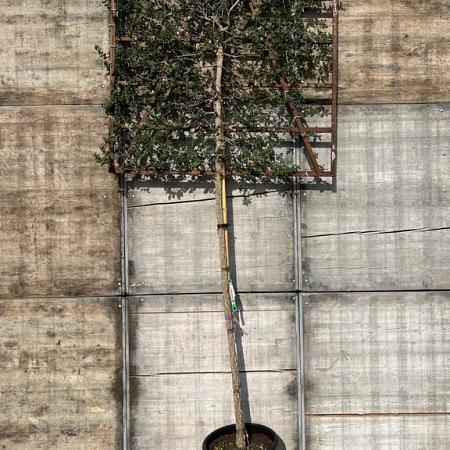 Quercus suber Stam 180 cm Leivorm 150x150 (BxH) 