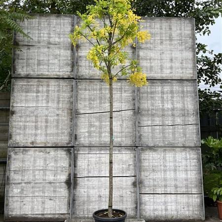 Robinia ps. 'Frisia' Hoogstam (Stamomtrek 12-14 cm)
