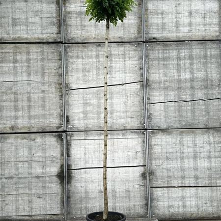 Robinia ps. 'Umbraculifera' Hoogstam (Stamomtrek 10-12 cm)