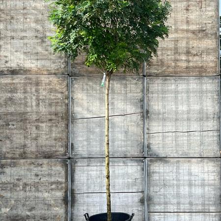 Robinia ps. 'Umbraculifera' Hoogstam (Stamomtrek 14-16 cm)