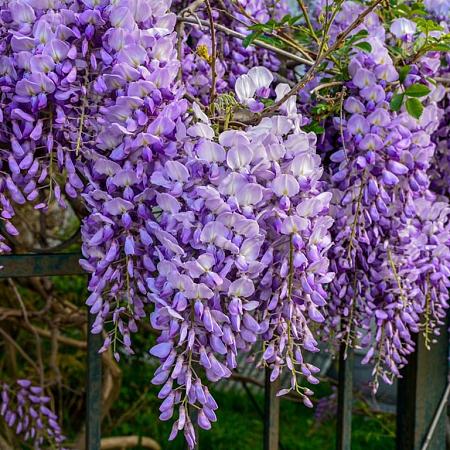 Wisteria sinensis Hoogstam (Stamomtrek 16-18 cm)