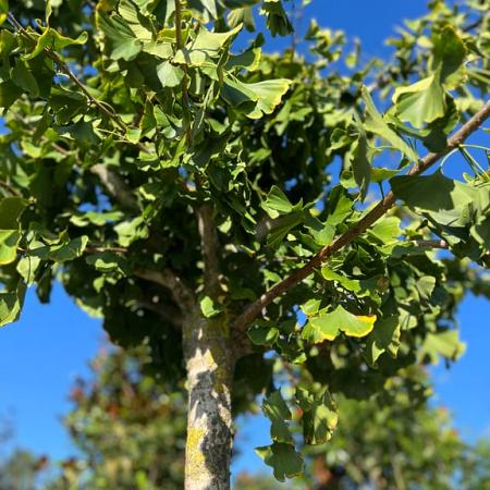 Ginkgo bil. 'Horizontalis' Hoogstam (Stamomtrek 20-25 cm)