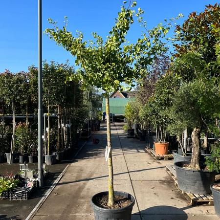 Ginkgo bil. 'Horizontalis' Hoogstam (Stamomtrek 20-25 cm)