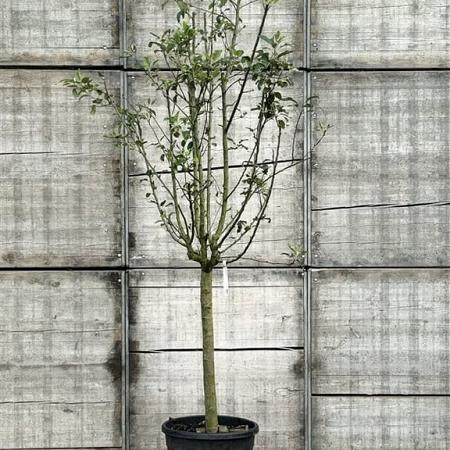 Malus d. 'Gala' Pot 70 Liter Halfstam (Stamomtrek 18-20 cm)
