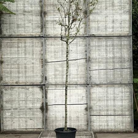Malus d. 'Rode Boskoop' Hoogstam (Stamomtrek 10-12 cm)