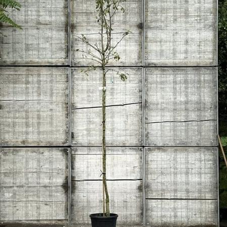 Pyrus c. 'Beurré Alexandre Lucas' Hoogstam (Stamomtrek 8-10 cm)