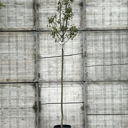 Pyrus c. 'Gieser Wildeman' Hoogstam (Stamomtrek 8-10 cm)