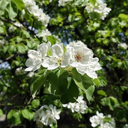 Pyrus c. 'Gieser Wildeman' Hoogstam (Stamomtrek 8-10 cm)