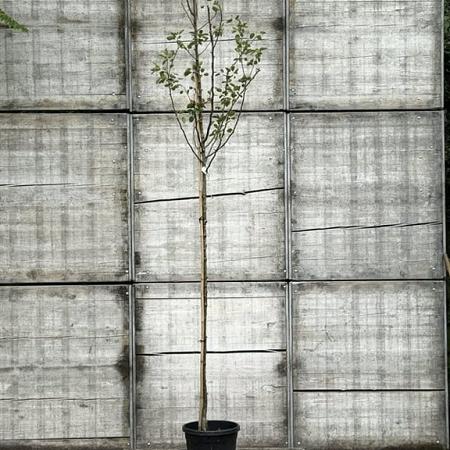 Pyrus c. 'Williams' Hoogstam (Stamomtrek 8-10 cm)