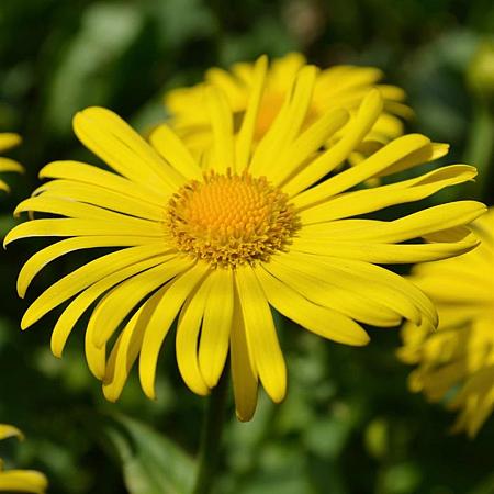 Doronicum or. 'Little Leo' Pot 9 cm