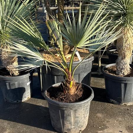 Brahea armata Pot 30 Liter 
