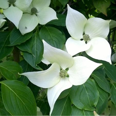 Cornus k. 'China Girl' Pot 18 liter 125 - 150 cm