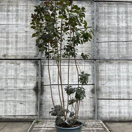Cotinus cog. 'Royal Purple' Pot 25 Liter 150 - 175 cm