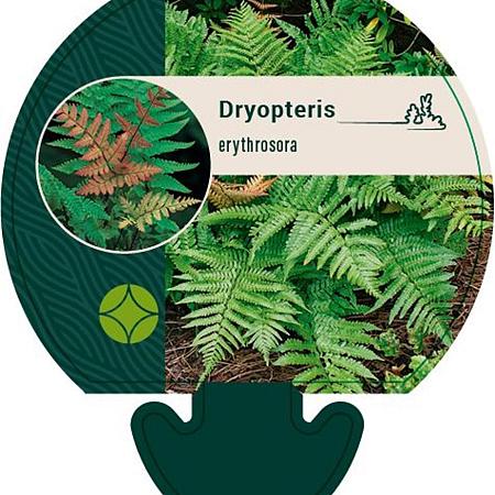 Dryopteris erythrosora Pot 9 cm