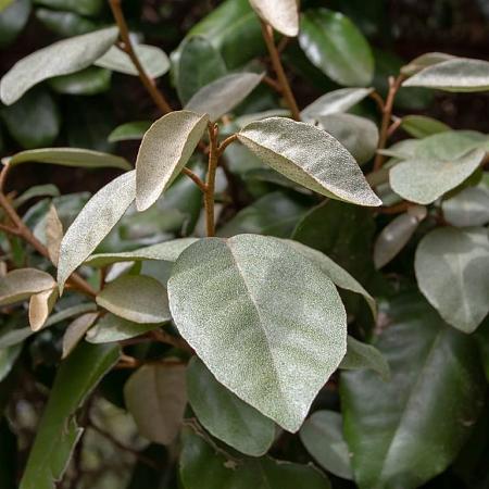 Elaeagnus ebb. 'Compacta' Stam 120 cm Leivorm 120x100 (BxH)  ijzer frame