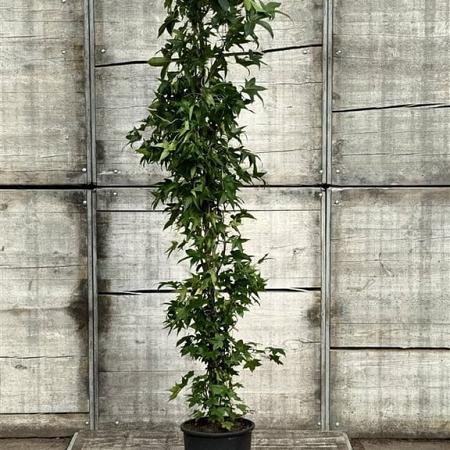 Liquidambar s. 'SlenderSilhouette' Pot 18 liter 175 - 200 cm
