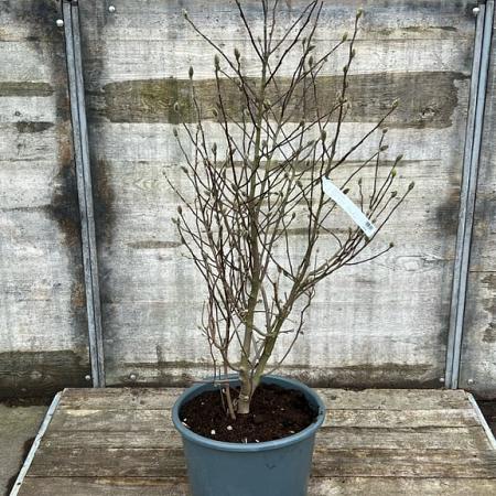 Magnolia stellata Pot 25 Liter 100 - 125 cm