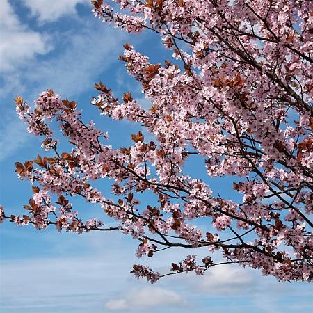 Prunus cer. 'Nigra' Pot 18 liter Stam 120 cm