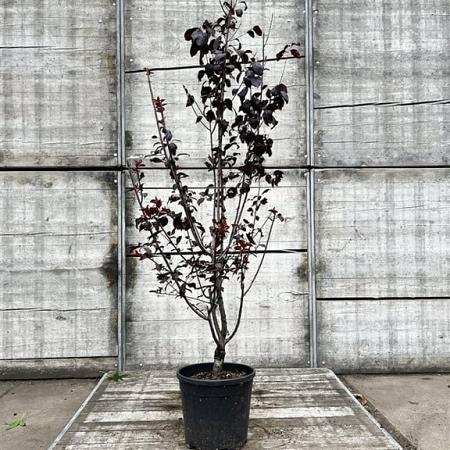 Prunus cer. 'Pissardii' Pot 18 liter 150 - 175 cm