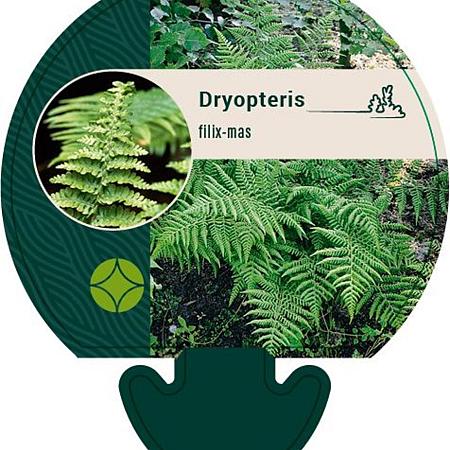 Dryopteris filix-mas Pot 9 cm