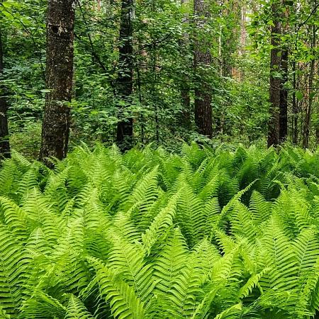Dryopteris filix-mas Pot 9 cm