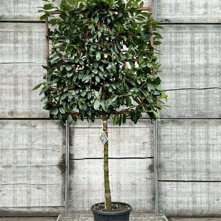 Prunus l. 'Novita' Stam 100 cm Leivorm 120x120 (BxH)