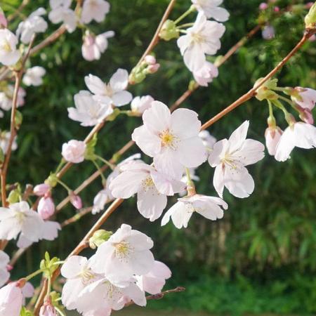 Prunus yedoensis stam 150 cm (Stamomtrek 8-10 cm)