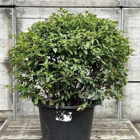 Viburnum tinus 70 - 80 cm Bolvorm