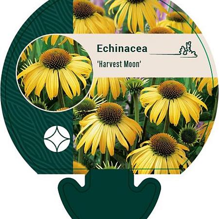 Echinacea 'Harvest Moon' Pot 9 cm