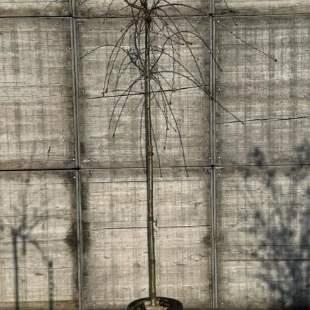 Prunus serrulata 'Kiku-Shidare-Zakura' Pot 18 liter 150 - 175 cm