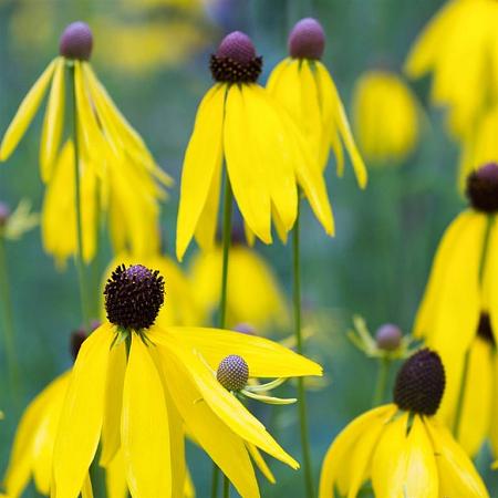 Echinacea paradoxa Pot 9 cm