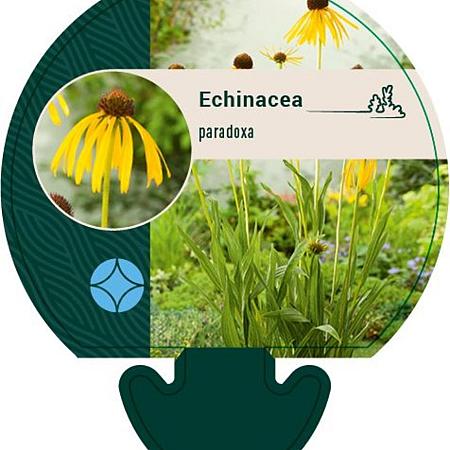 Echinacea paradoxa Pot 9 cm