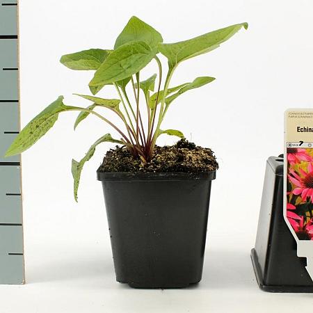 Echinacea purpurea Pot 9 cm