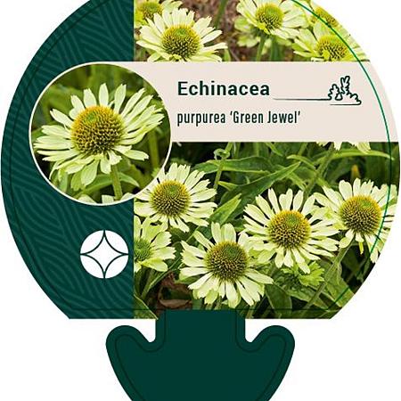 Echinacea p. 'Green Jewel' Pot 9 cm